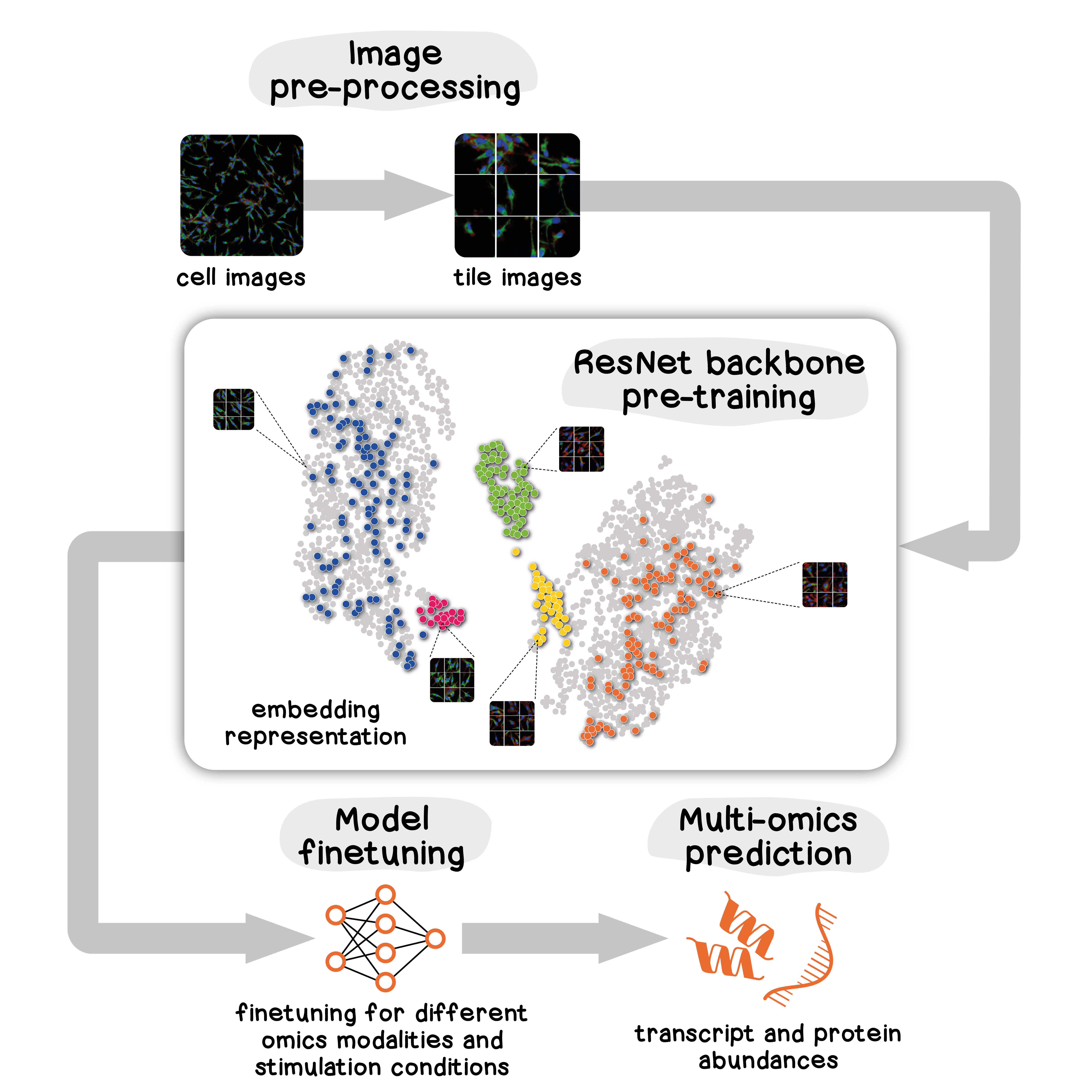 Image2Omics: Deep Learning To Predict Multi-omics Measurements From ...