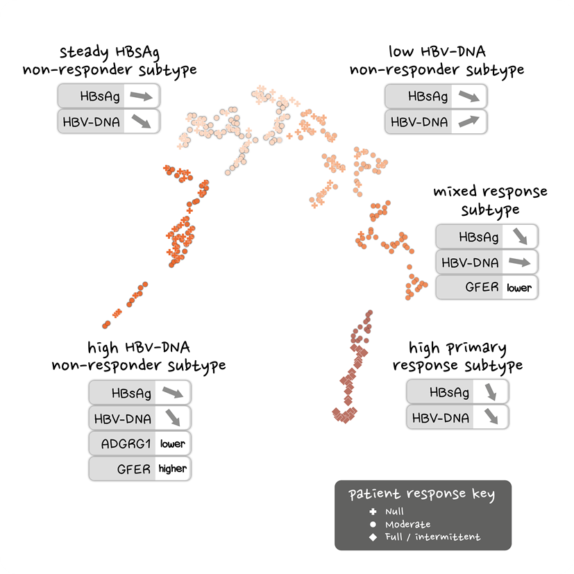 Deep learning to identify chronic hepatitis B subtypes in response to ...