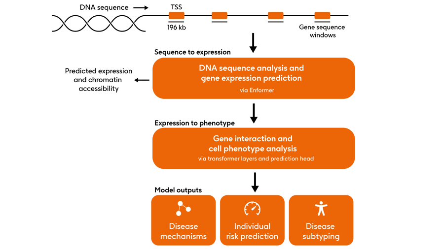 Genetic Language Reading the human genome: a genetic language model to predict disease risk